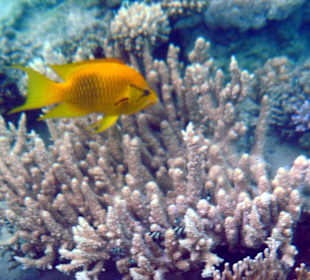 Stülpmaul-Lippfisch