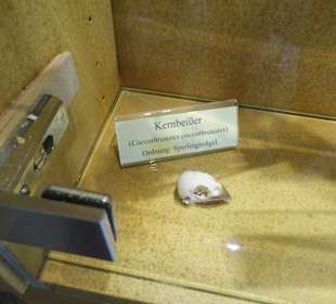 ArcheTierSchädelSammlung