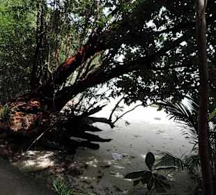 Monkey beach/park narodowy Penang