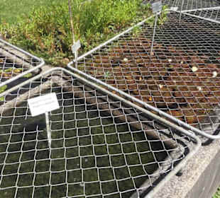 Botanischer Garten der Universität Zürich