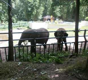 Zwierzęta w ZOO