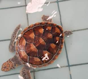 Khao Lak Land Discovery