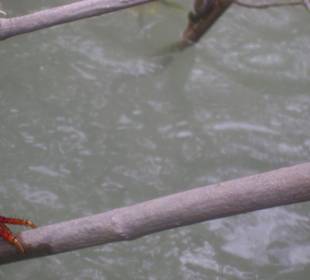 I granchi tra le mangrovie