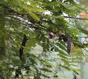 Butterfly Park Kuala Lumpur