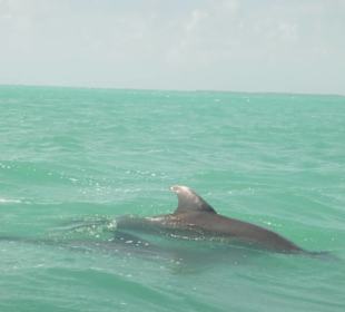 Delphine Ausflug Sian Ka`an