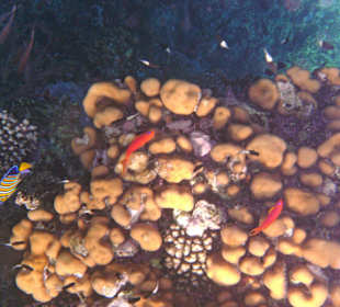 Fische in der Nachbarbucht Abu Dabab