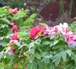 Traumhafte Pfingstrosen