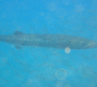 Barracuda