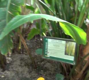 Real Jardín Botánico de Madrid