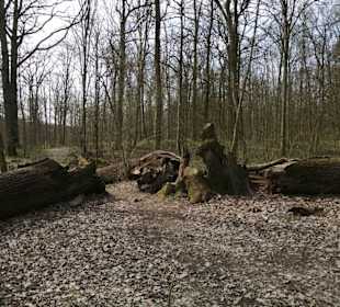 Sturmopfer – die Drei-Kaiser-Eiche im Stadtwald