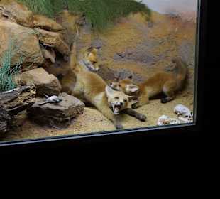 Vogel-und Jagdtierkunde