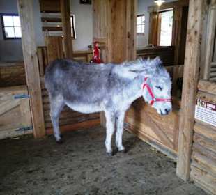 Gut Aiderbichl Eselbereich-Stall