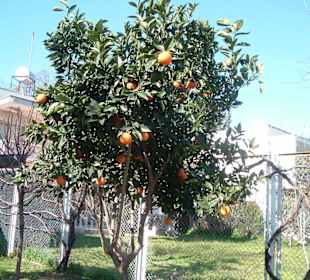 zum Center 75 m vom Hotel entfernt