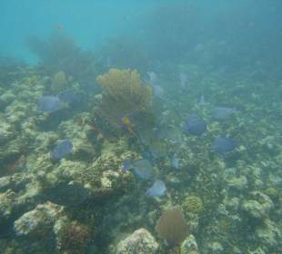Schnorchlen am Riff