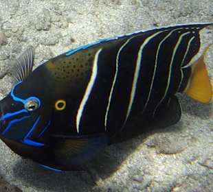 Ohrenfelckkaiserfisch