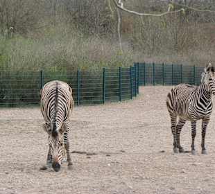 Zebras