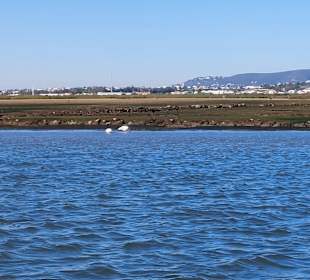 Bootstour Ria Formosa