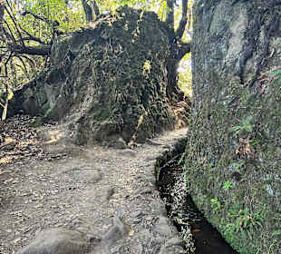 Naturpark Queimadas & Levada do Caldeirão Verde