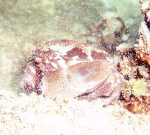 Krabbe am Hausriff Coral Cove Chalet