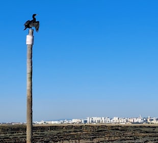 Bootstour Ria Formosa