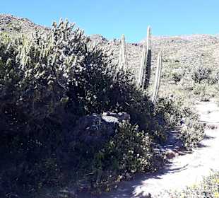 Colca-Canyon