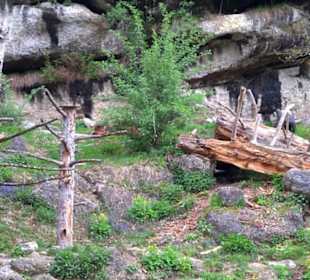 Eurasienbereich - Braunbär