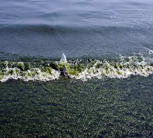 Plaża w Slonecznym Brzegu