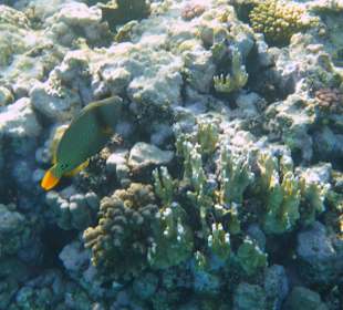 Schnorcheln Brayka Bay Marsa Alam