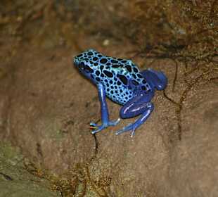 Blauer Pfeilgiftfrosch