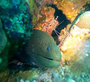 Schnorcheln Marsa Alam