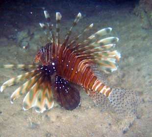 Rotfeuerfisch
