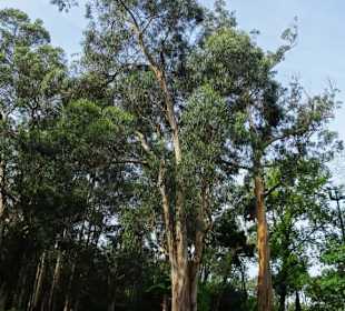 Riesige Eukalyptusbäume im Parque da Cicade