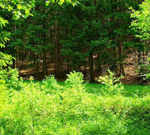 Wanderung zum Bärenfels