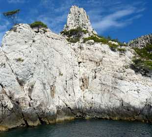 Baumwurzeln in Feslspalten