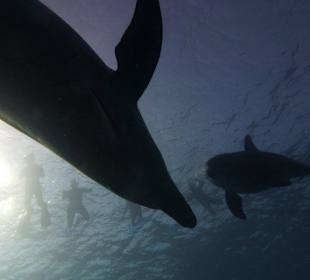 Schttenspiele mit Delfinen.