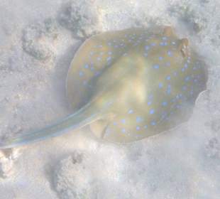 Blaupunktrochen im "Kinderbecken"