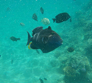 Hausriff - teilweise sind auch große Fische untewegs