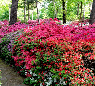 Spaziergang durch den Rhododendronpark im Mai