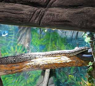 Abenteuer Dschungelland