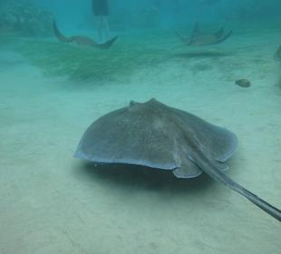 Schnorcheln am Grand Reef