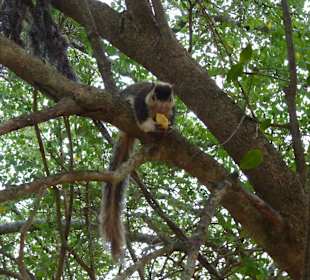 Sri-Lanka-Riesenhörnchen am Baumhaus