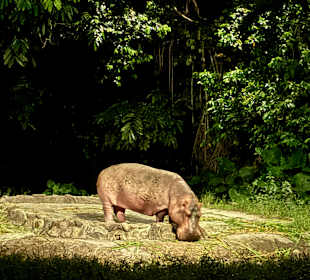 Night Safari