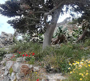 Insel Spinalonga / Kalidonia