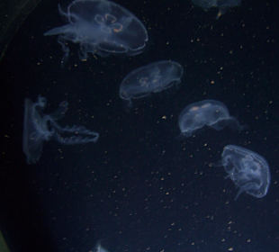 Aquarium Berlin