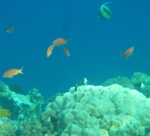 Underwater world in front of the hotel Inmo Divers Home