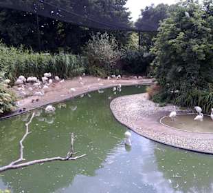 Bristol zoo