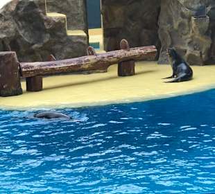 Robbenshow im Loro Park.