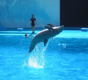 Dolphins in Motion Show