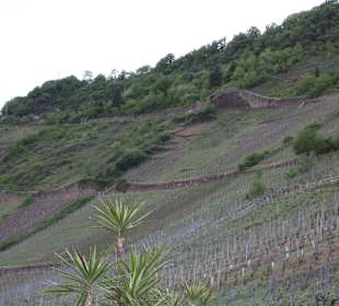 Jede Menge Weinberge