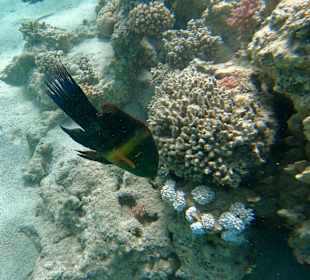 Schnorcheln Marsa Alam